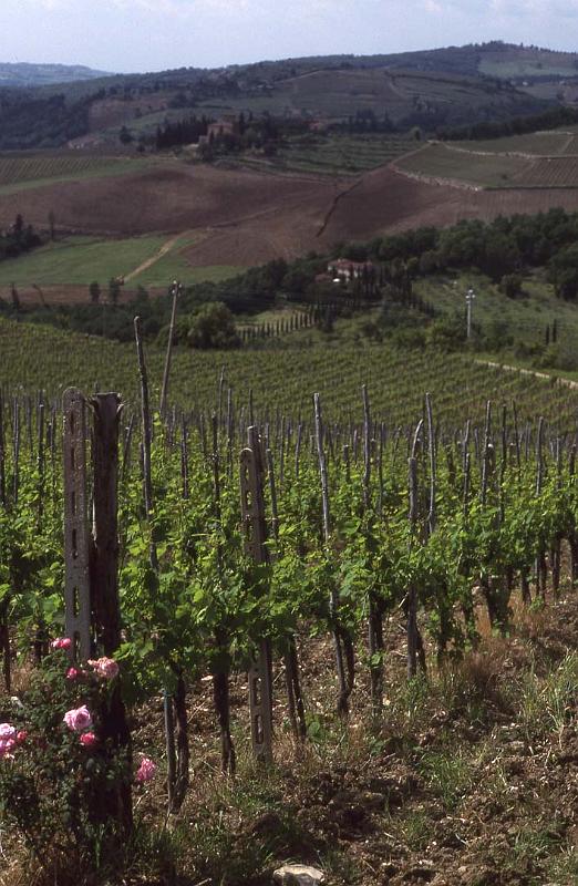 Italy 99 Chianti Vines.jpg